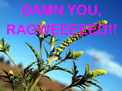 ragweed